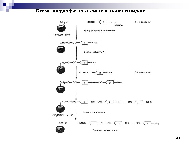 31 Схема твердофазного синтеза полипептидов: